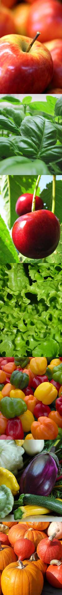 Fruits and Vegetables