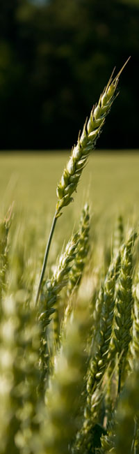 Wheat Stalk